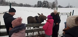 Лосиха Маяй в Выборге