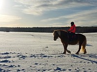 Конная прогулка, катание на лошади Выборг