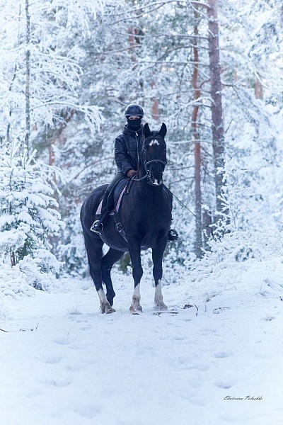 Соревнования по конному спорту в выборге